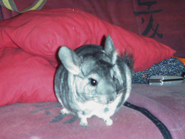 Mara, mon premier chinchilla